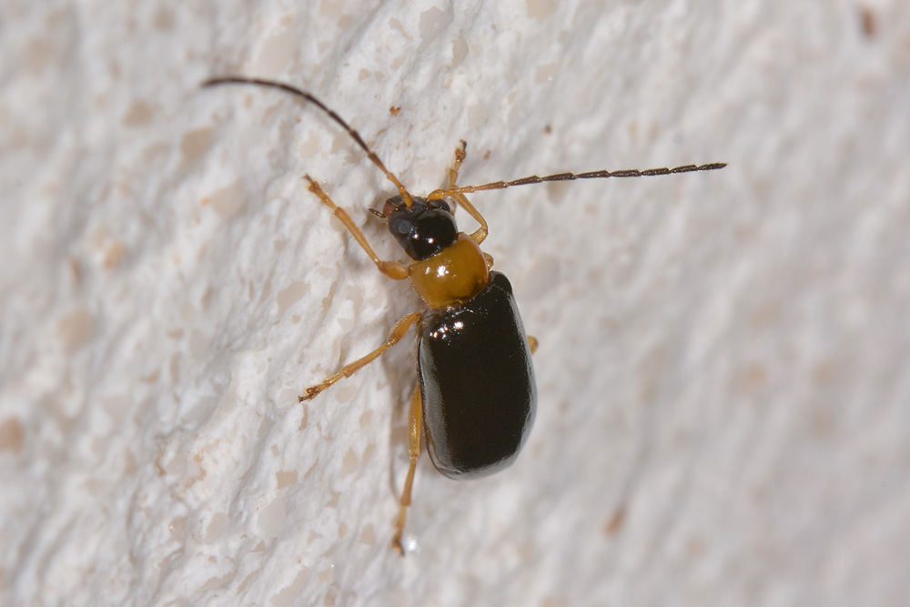 Chrysomelidae: Luperus sp. (L. pygmaeus opp. L. leonardii)